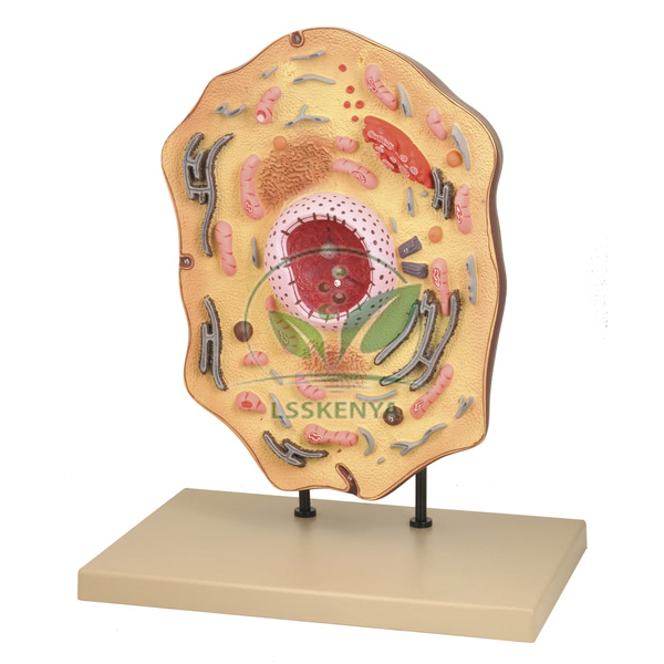 Animal Cell Model