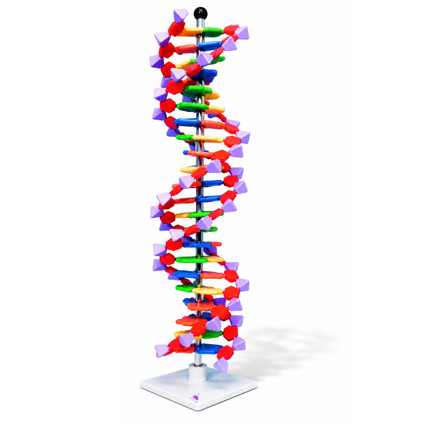 DNA Double Helix Model, 22 Segments