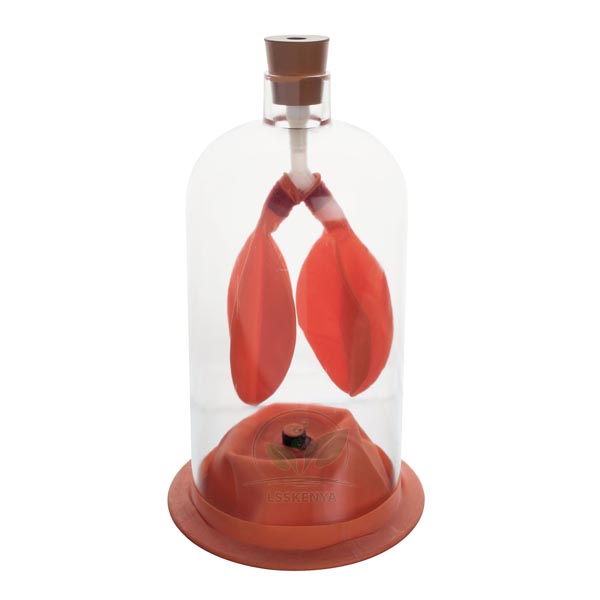 Human Lung Demonstration Model