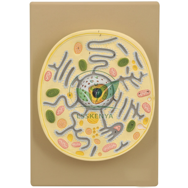 Plant Cell on Base Model