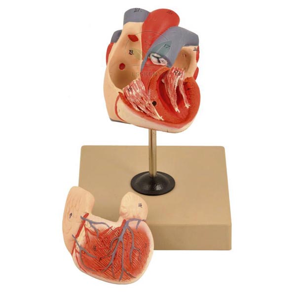 Human Heart Model 2 Parts