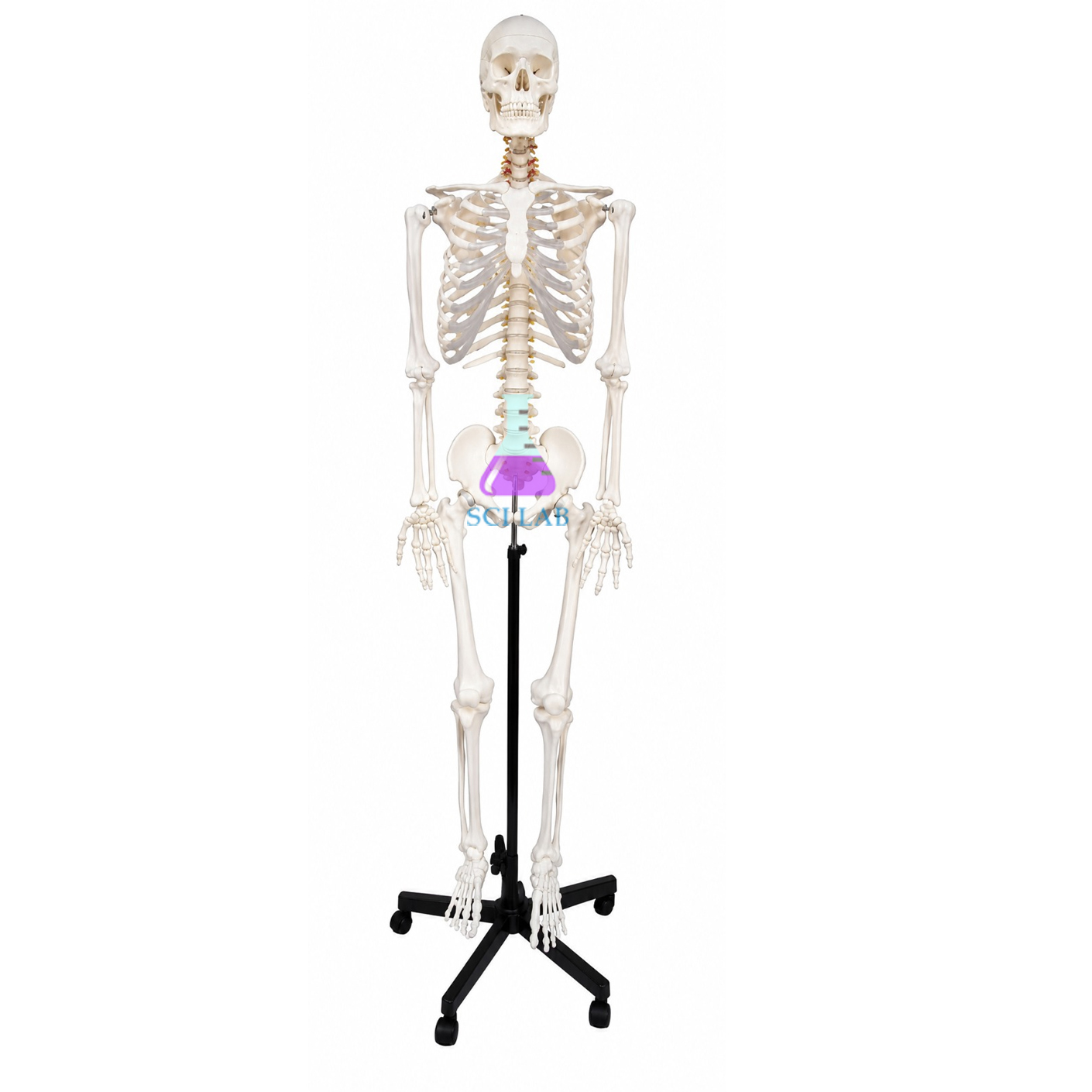 Stan Skeleton, on Metal Stand with 5 Castors