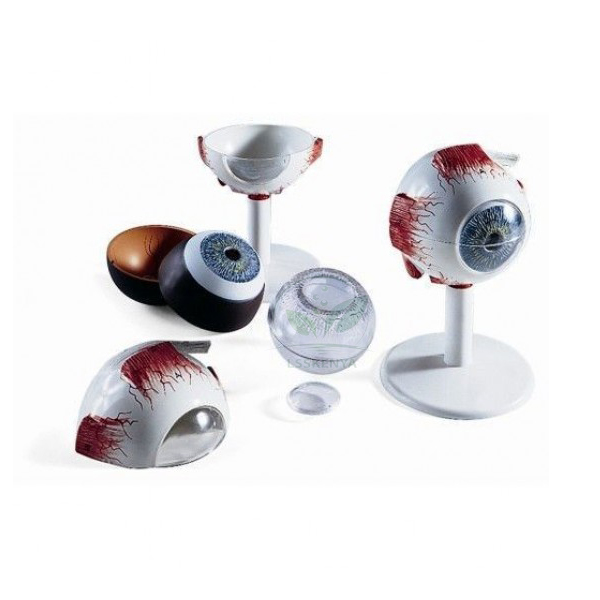 Human Eye Model, Enlarged 3 Times