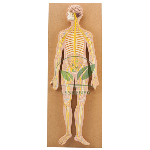 Human Nervous System