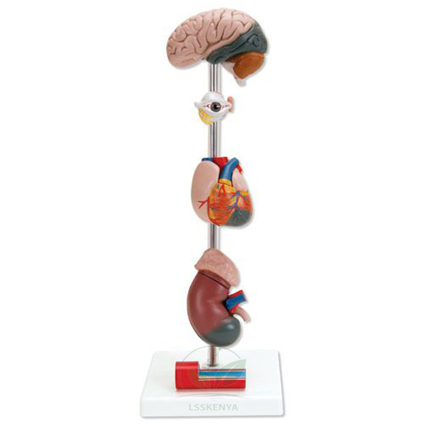 Human Hypertension Model, 6 Parts