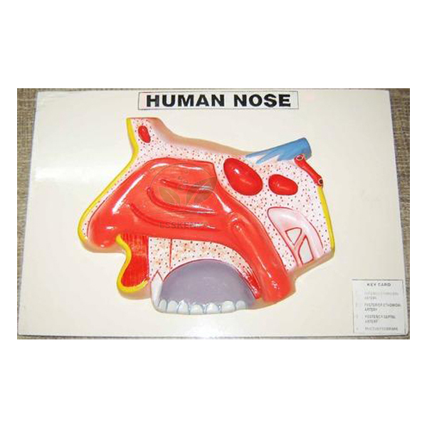 Human Nose Model