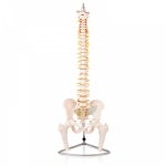 Human Vertebral Model With Pelvis & Femur Heads