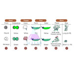 Mendelian Inheritance (Mendel's Third Law)