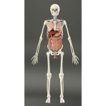 Human Skeleton with Internal Organs & Muscles