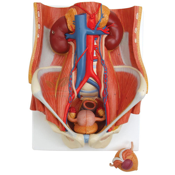 Human Urinary System Deluxe Model