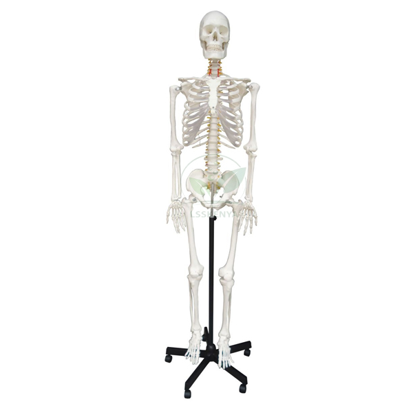 Human Skeleton Model, Life Size PVC