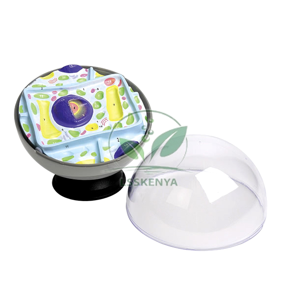 Plant Cell Model