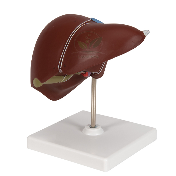 Human Liver With Gall Bladder Model