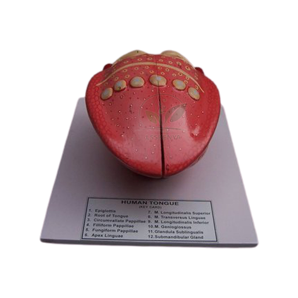 Human Tongue Model