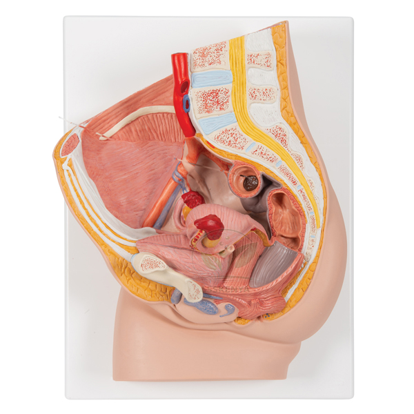 Human Pelvis Female Model