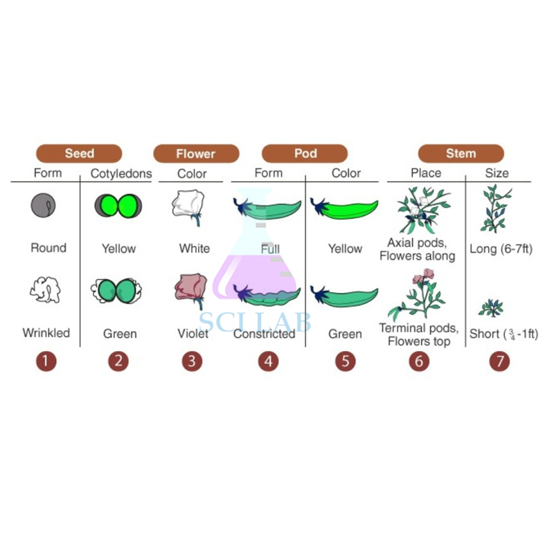 Mendelian Inheritance (Mendel's Third Law)