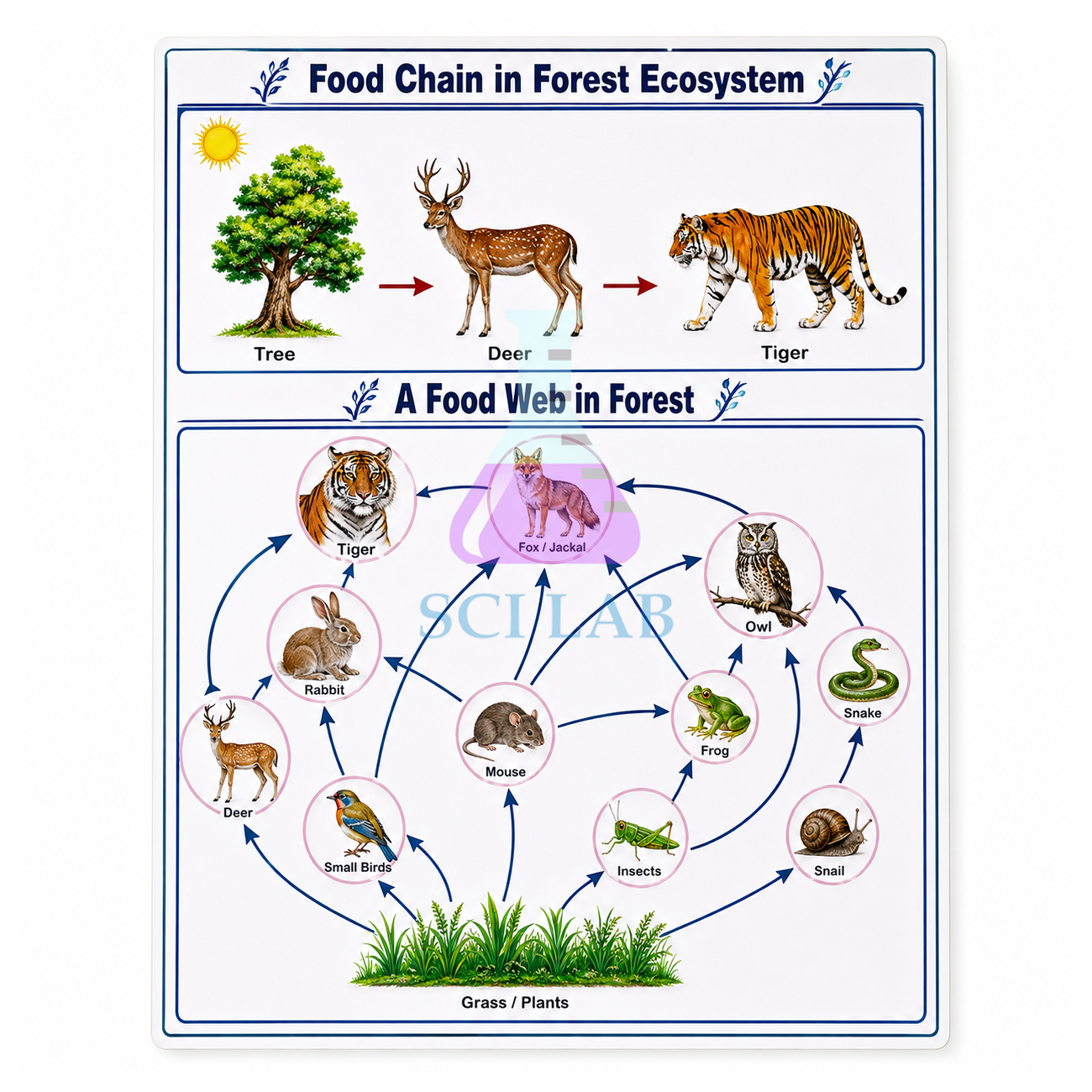 Forest Ecosystems