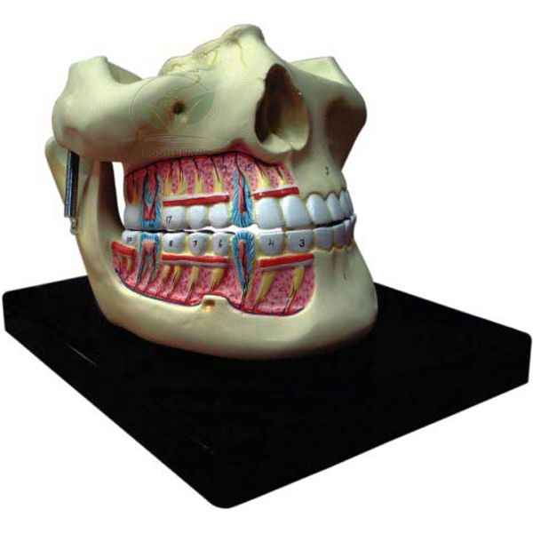 Human Teeth Model, Upper and Lower Jaw with Partial Skull