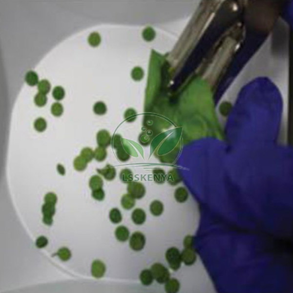 Photosynthesis Kit