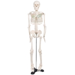 Human Skeleton Model, Economy