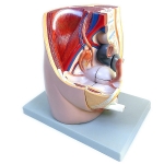 Human Female Half Pelvis Model