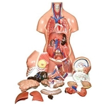 Human Unisex Torso 23 parts PVC Plastic