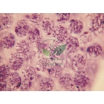 Cell Division slide set of 9