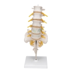 Human Lumbar Vertebrae Model