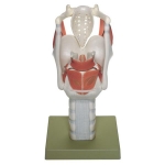 Human Larynx Model