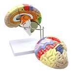 Human Brain Model, 2 Parts