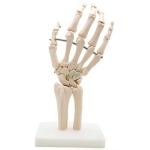 Human Hand Joint Model
