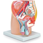 Human Male Half Pelvis Model